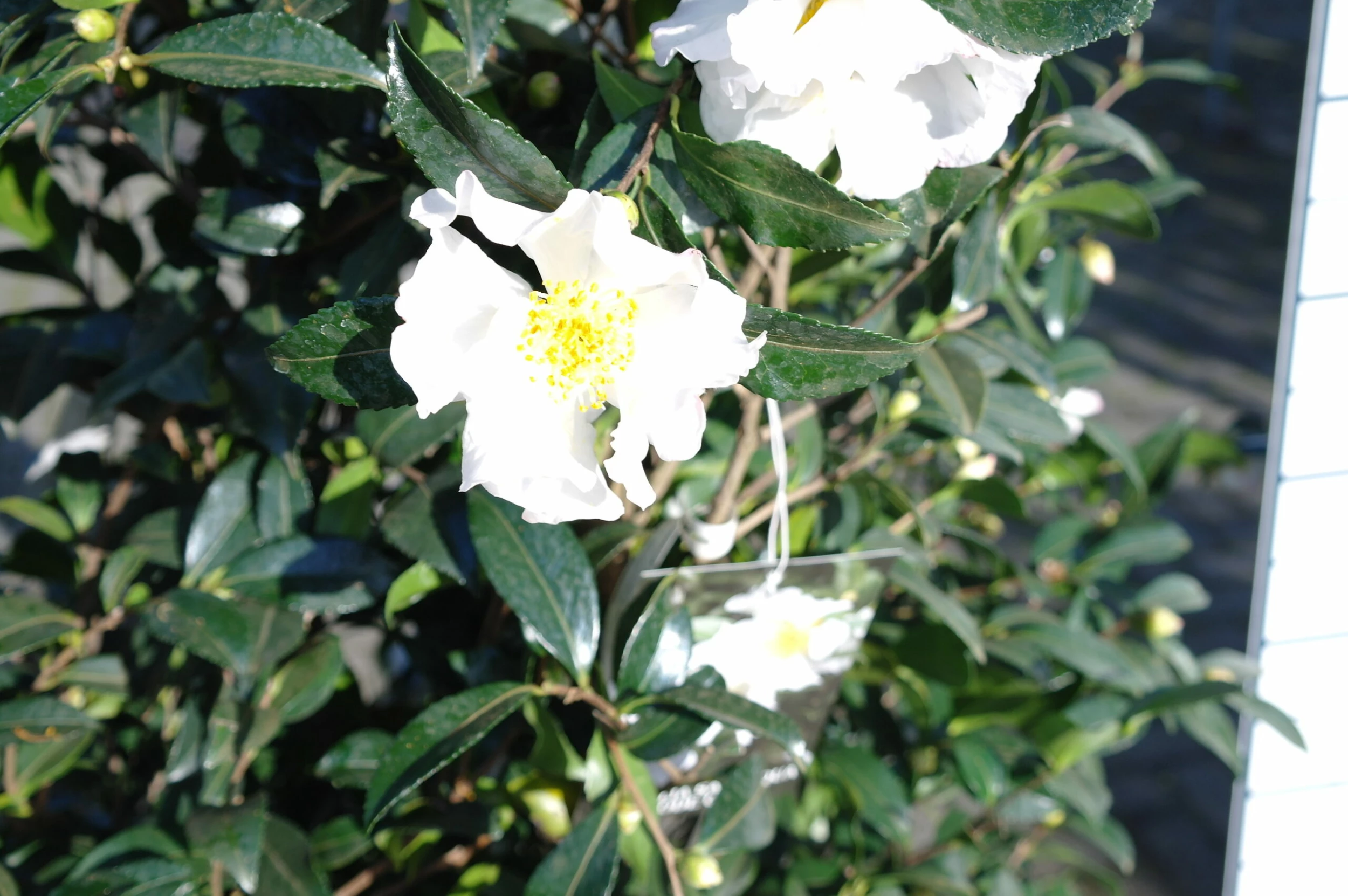 Camellia Sasanqua Hino De Gumo 3 Camellia Sasanqua Hino De Gumo