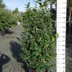 Camellia Japonica ‘Lavinia Maggi Alba’- Wit