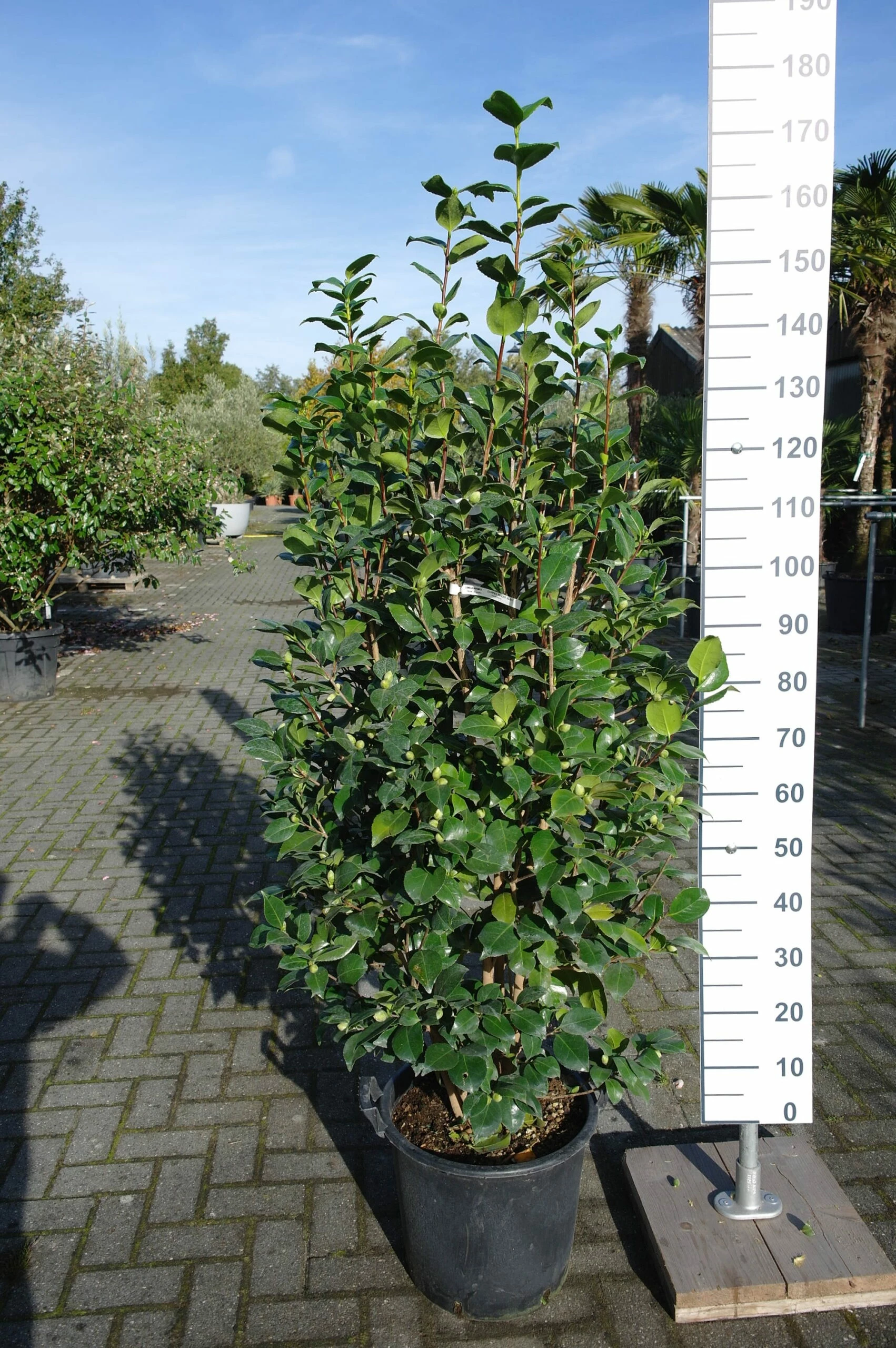 Camellia Japonica ‘Lavinia Maggi Alba’- Wit 3 Camellia Japonica ‘Lavinia Maggi Alba’- Wit