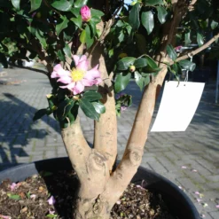 Camellia Sasanqua Cleopatra Multistammen Zeer Mooi -Huisdecoratie Winkel camelias sasmulti nr 5 1 scaled 2
