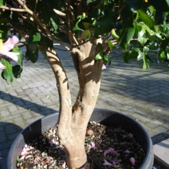 Camellia Sasanqua Cleopatra Multistammen Zeer Mooi -Huisdecoratie Winkel cameliasas multinr1 2 scaled 2