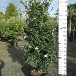 Camellia Sasanqua Cleopatra White -Huisdecoratie Winkel cameliasascleowhite379 scaled 1