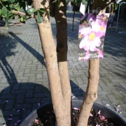 Camellia Sasanqua Cleopatra Multistammen Zeer Mooi -Huisdecoratie Winkel cameliasasmultinr2 2 scaled 2