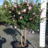 Camellia Sasanqua Cleopatra Multistammen Zeer Mooi -Huisdecoratie Winkel cameliasasmultinr3 1 scaled 2