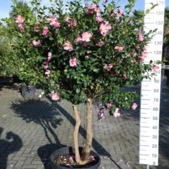 Camellia Sasanqua Cleopatra Multistammen Zeer Mooi