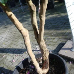 Camellia Sasanqua Cleopatra Multistammen Zeer Mooi -Huisdecoratie Winkel cameliasasmultinr3 2 scaled 2