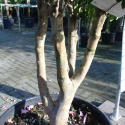 Camellia Sasanqua Cleopatra Multistammen Zeer Mooi -Huisdecoratie Winkel cameliasasmultinr4 1 scaled 2