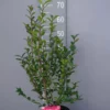 Camellia Japonica ‘Beauty Blush’ -Huisdecoratie Winkel camellia beauty blush 3 l scaled 1