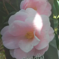 Camellia Japonica ‘Citation’