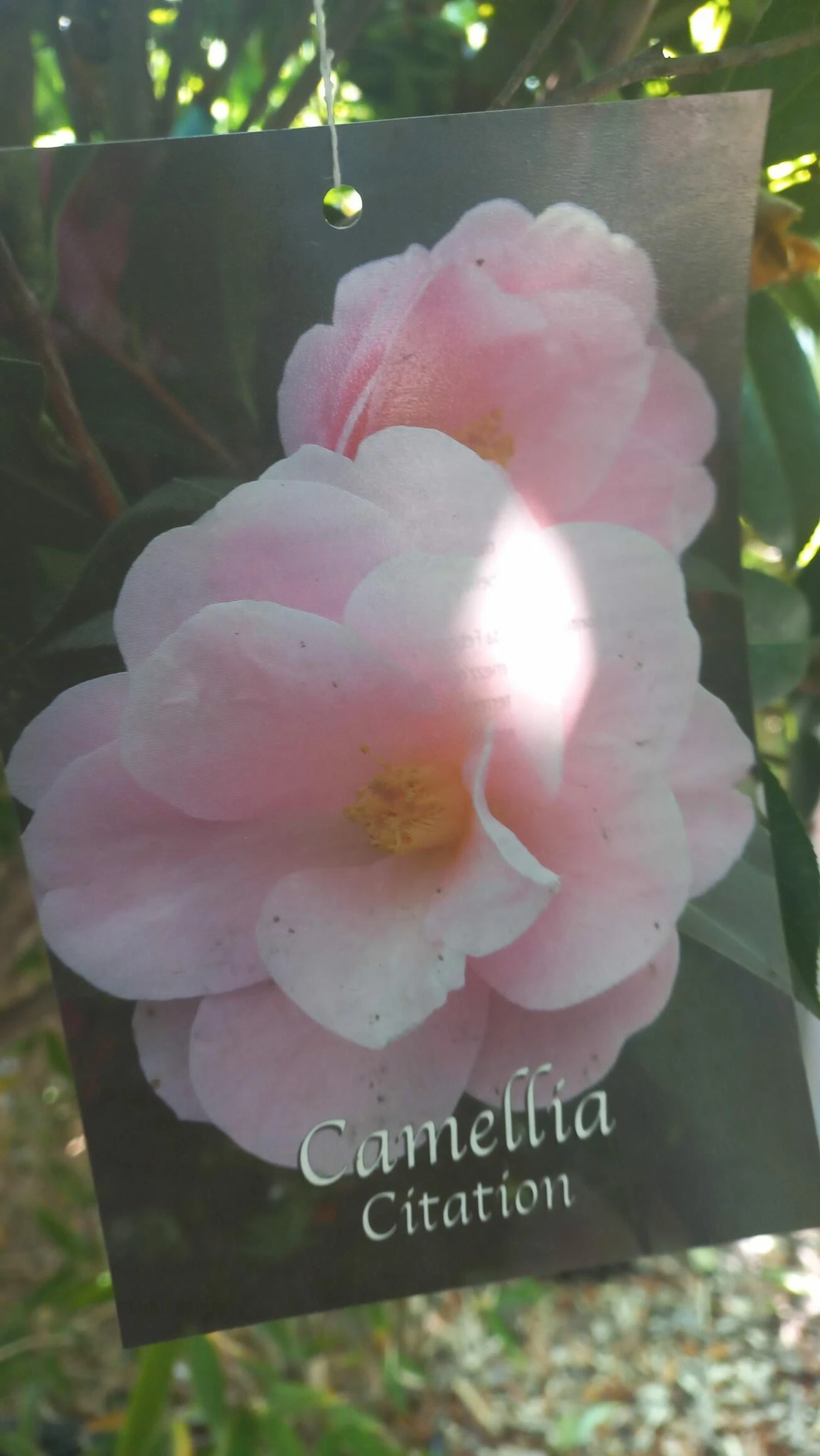 Camellia Japonica ‘Citation’ 3 Camellia Japonica ‘Citation’