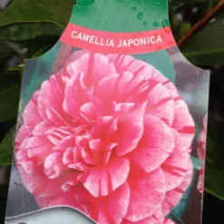 Camellia Japonica ‘Conte De Gomer’