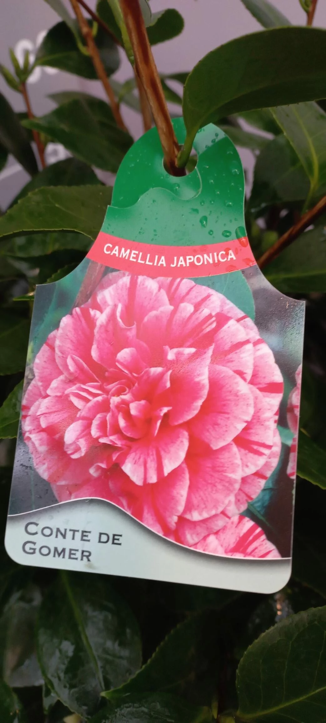 Camellia Japonica ‘Conte De Gomer’ 3 Camellia Japonica ‘Conte De Gomer’
