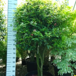 Camellia Japonica ‘Donation’ Multistam