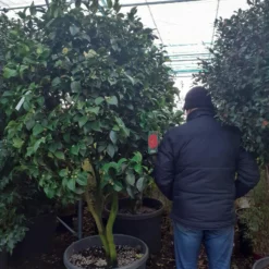 Camellia Japonica ‘Dr Burnside’ Multistam