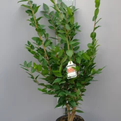 Camellia Japonica ‘Fragant Pink’