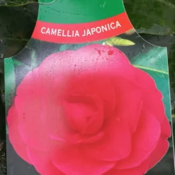 Camellia Japonica ‘Generaal George Patton’