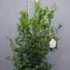 Camellia Sasanqua ‘Hime Botan’ -Huisdecoratie Winkel camellia hime botan 20 l scaled 1