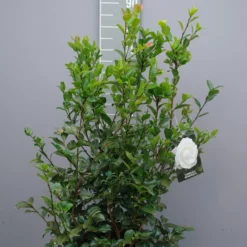 Camellia Sasanqua ‘Hime Botan’