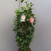 Camellia Japonica ‘Hiuba Schi Bori’ -Huisdecoratie Winkel camellia jap Hiuba schibari scaled 1