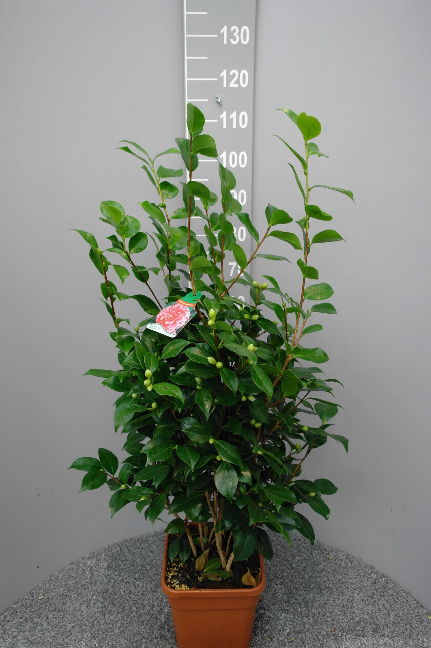 Camellia Japonica ‘Conte De Gomer’ 4 Camellia Japonica ‘Conte De Gomer’ - Afbeelding 2