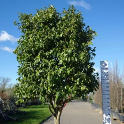 Camellia Japonica âCm Hoveyâ