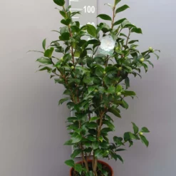 Camellia Japonica ‘Paulina Maggi’- Wit 8 Camellia Japonica ‘Paulina Maggi’- Wit -Huisdecoratie Winkel camellia jap paolina maggi scaled 1