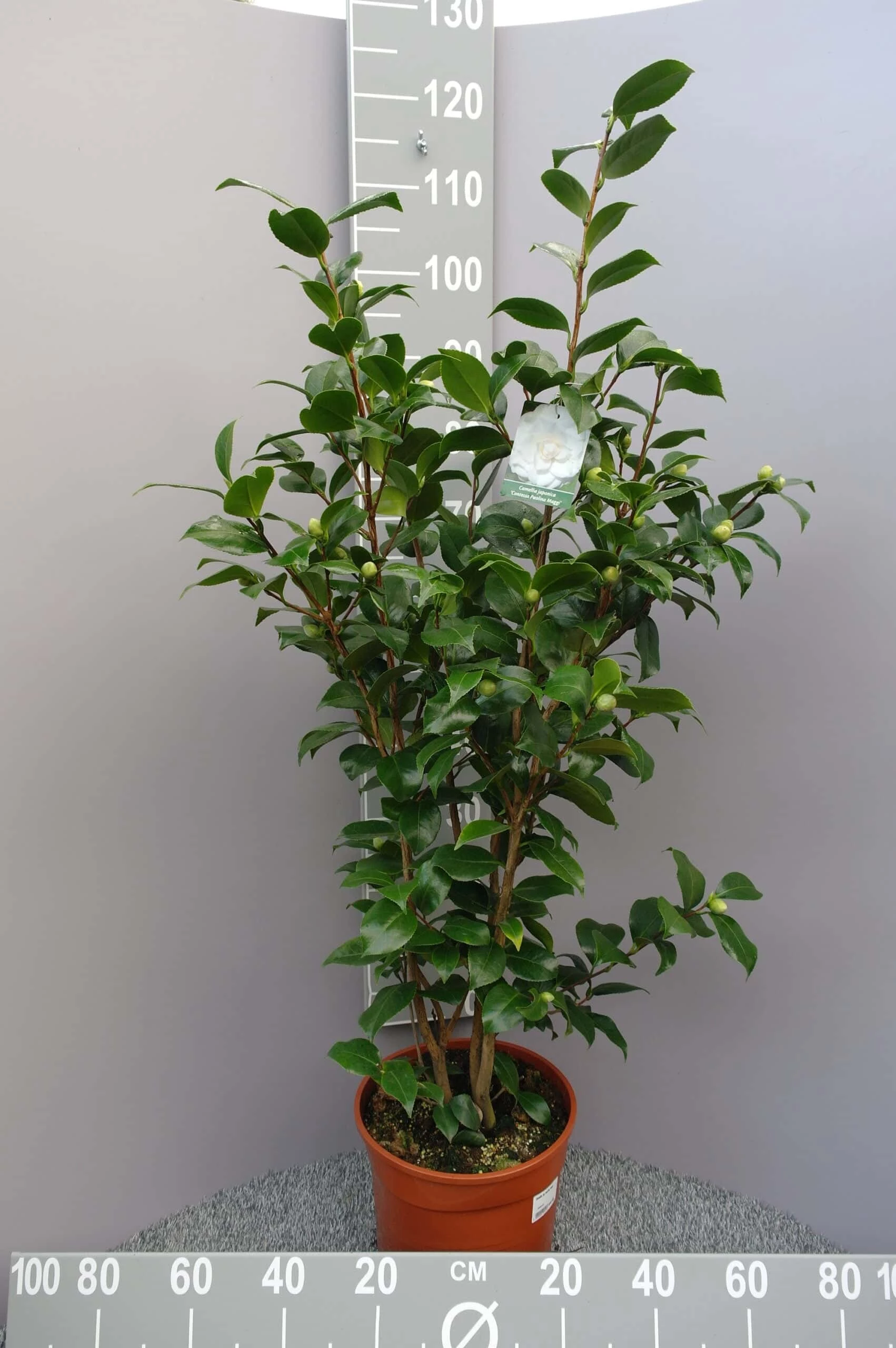 Camellia Japonica ‘Paulina Maggi’- Wit 5 Camellia Japonica ‘Paulina Maggi’- Wit - Afbeelding 3