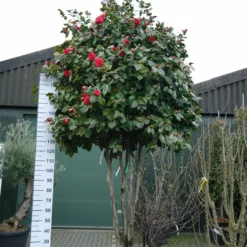 Camellia Japonica Multistam