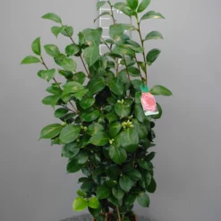 Camellia Japonica ‘Sacco Nova’