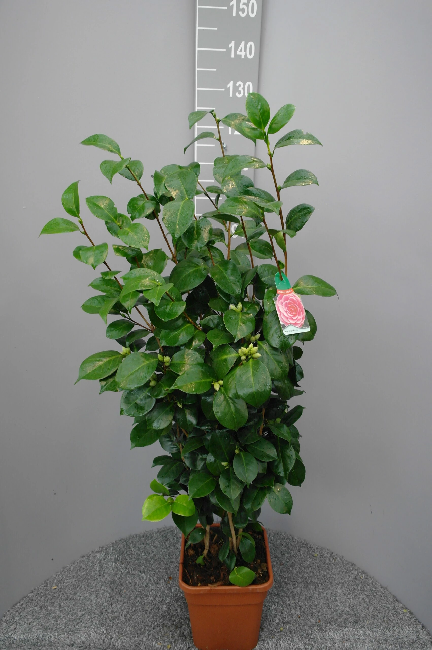 Camellia Japonica ‘Sacco Nova’ 3 Camellia Japonica ‘Sacco Nova’