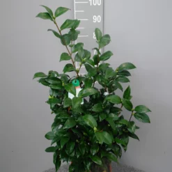 Camellia Japonica ‘Snow White’