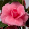 Camellia Japonica ‘Debbie’