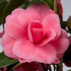 Camellia Japonica ‘Debbie’