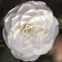 Camellia Japonica âPaulina Maggiâ- Wit