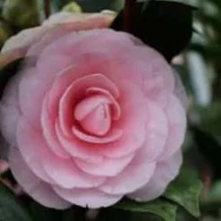 Camellia Japonica ‘Pearl Maxwell’ -Huisdecoratie Winkel camellia pearl maxwell