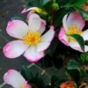 Camellia Sasanqua Rainbow