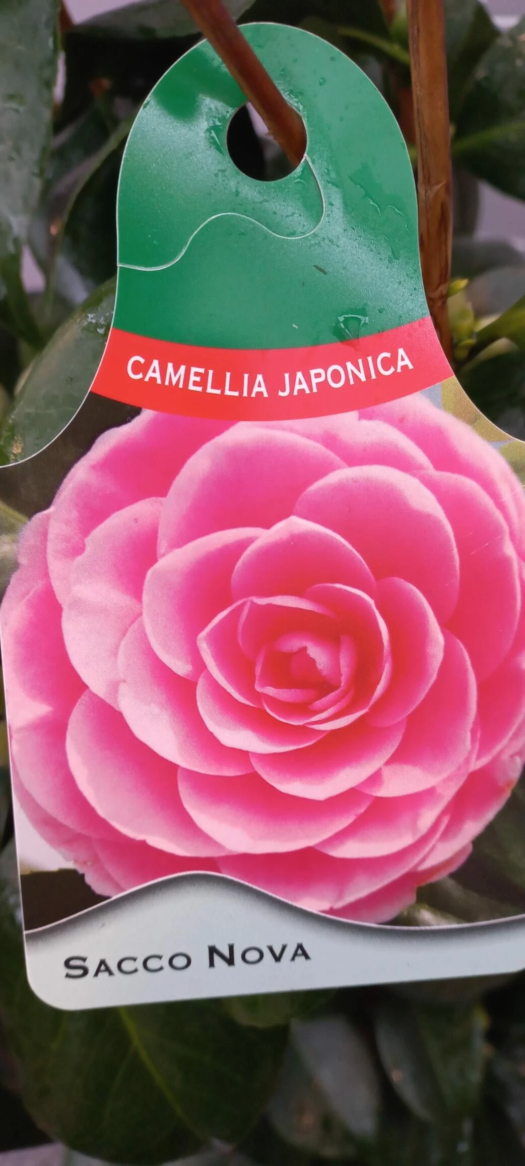 Camellia Japonica ‘Sacco Nova’ 4 Camellia Japonica ‘Sacco Nova’ - Afbeelding 2