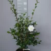 Camellia Sasanqua ‘Ginryu’ -Huisdecoratie Winkel camellia sas ginryu 24 cm 20221024 123646 scaled 1