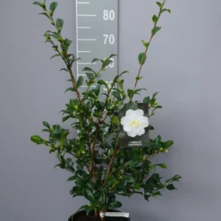 Camellia Sasanqua ‘Ginryu’