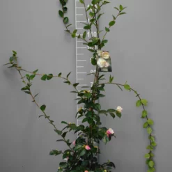 Camellia Sasanqua ‘Beatrice Emily’