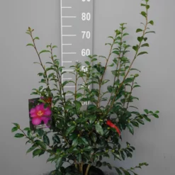 Camellia Sasanqua ‘Cherylin’