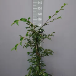 Camellia Sasanqua ‘Egao’