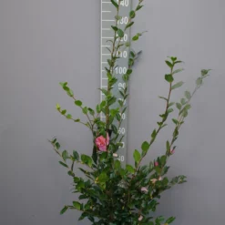 Camellia Sasanqua ‘Eleonora Genoni’