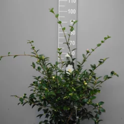 Camellia Sasanqua ‘Hina Yuki’