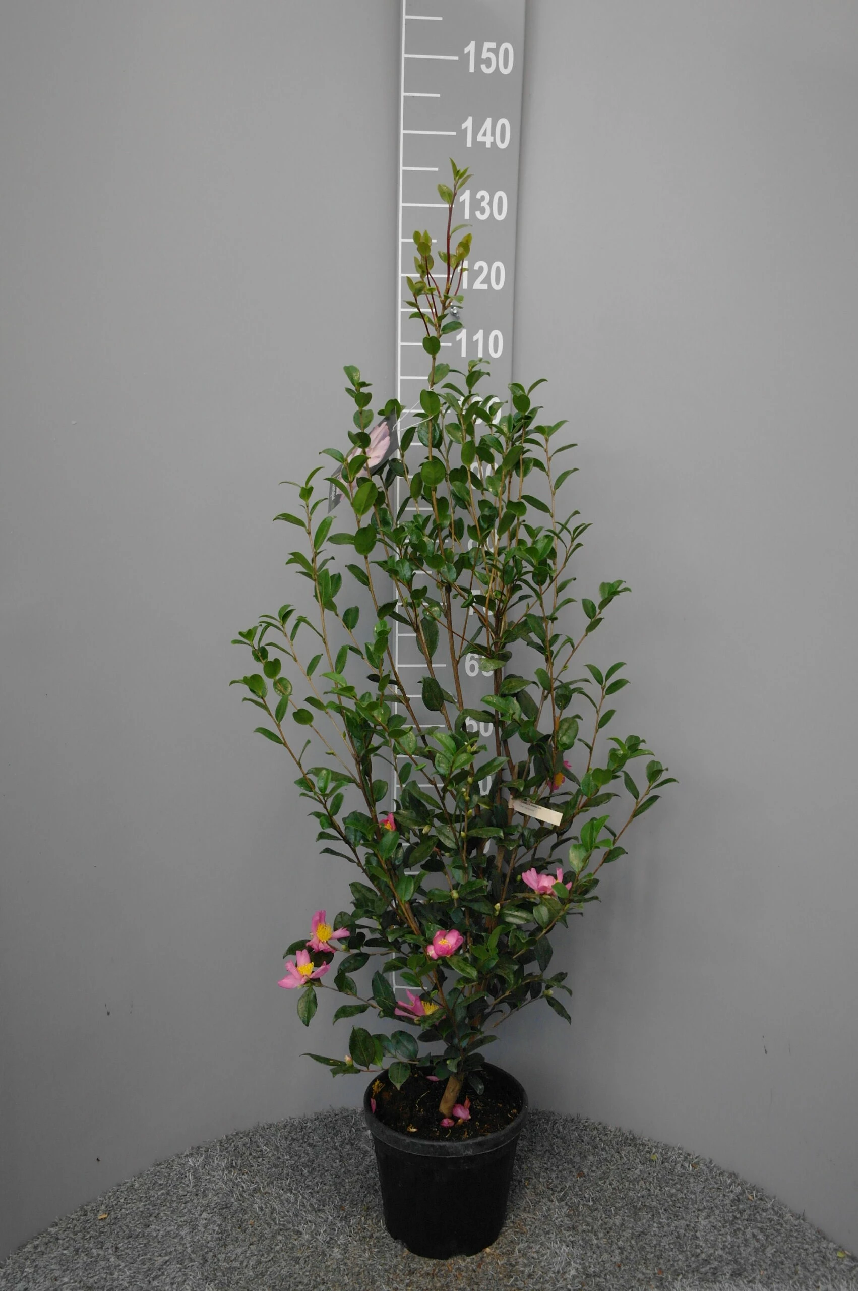 Camellia Sasanqua Isoli 3 Camellia Sasanqua Isoli