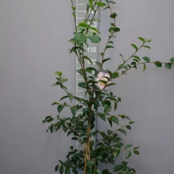 Camellia Sasanqua ‘Plantation Pink’