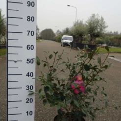 Camellia Sasanqua ‘Sparkling Burgundy’
