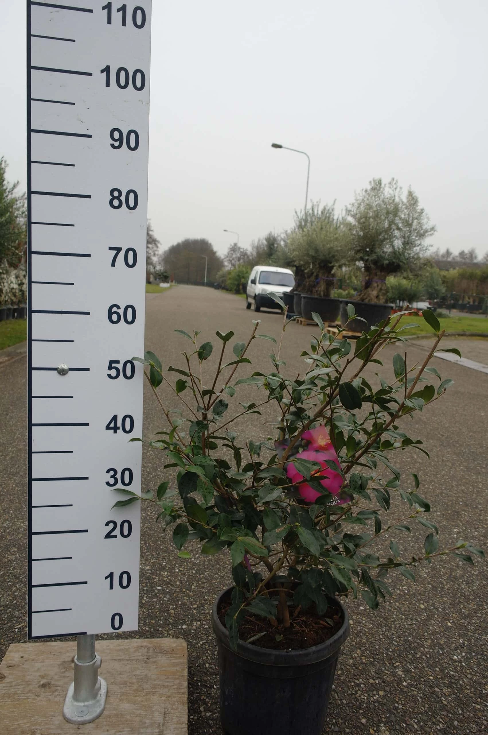 Camellia Sasanqua ‘Sparkling Burgundy’ 3 Camellia Sasanqua ‘Sparkling Burgundy’