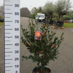 Camellia Sasanqua ‘Yuletide’