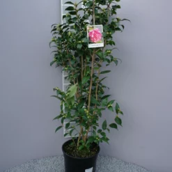 Camellia Japonica ‘Spring Festival’ – Roze